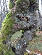 Baum Baum