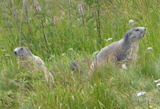 Murmeltiere Murmeltiere